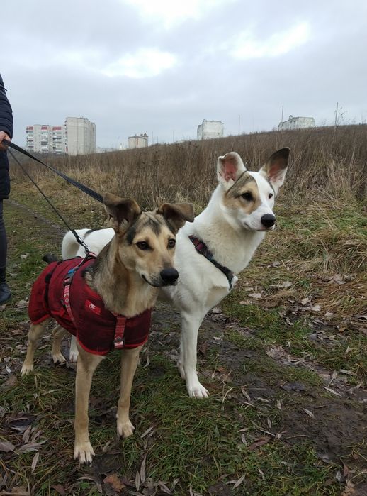 В добрі руки собаки. М. Хмельницькийй