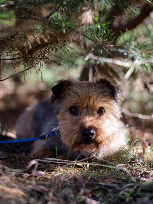 Uroczy HYZIO szuka domu