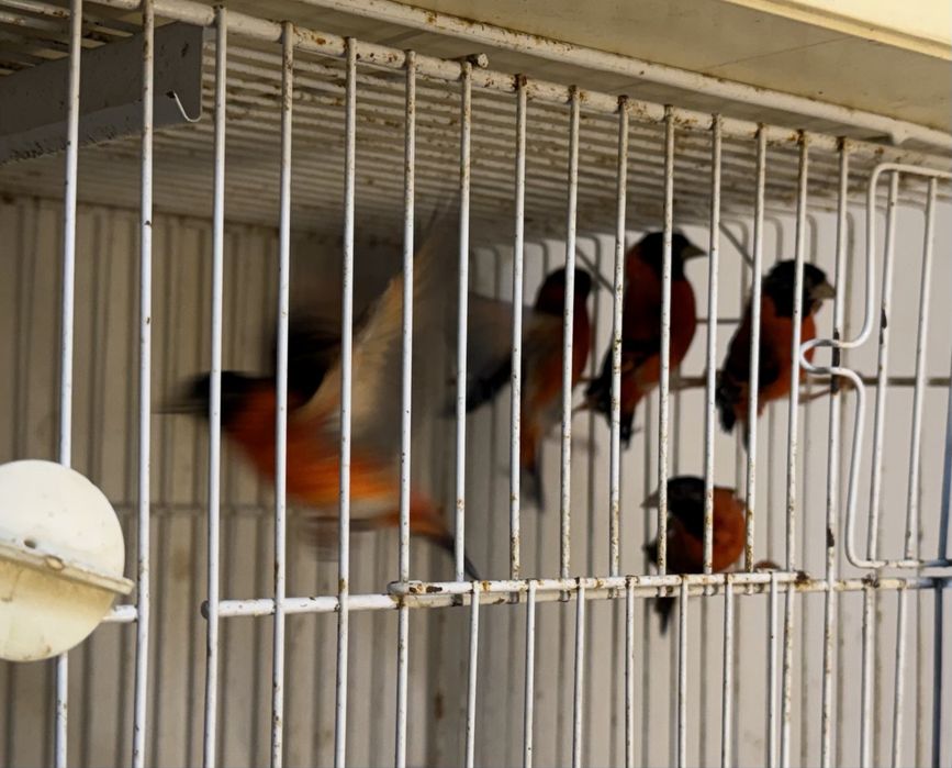 Cardinalitos da venezuela 2025 e 2026