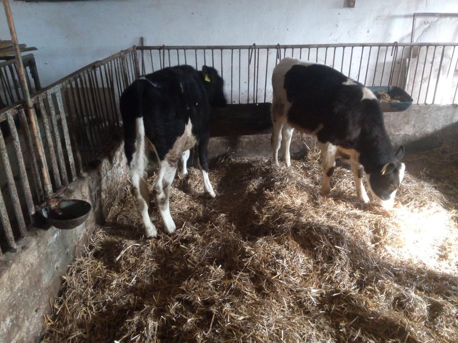 Cielaki Sprzedam 2 byczki