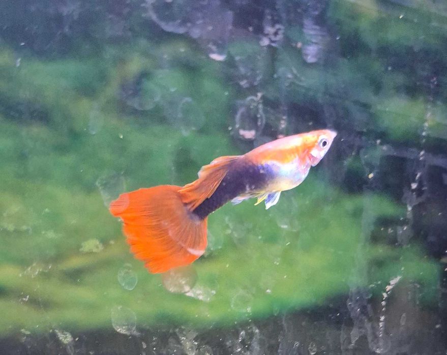 Sprzedam gupiki red tuxedo