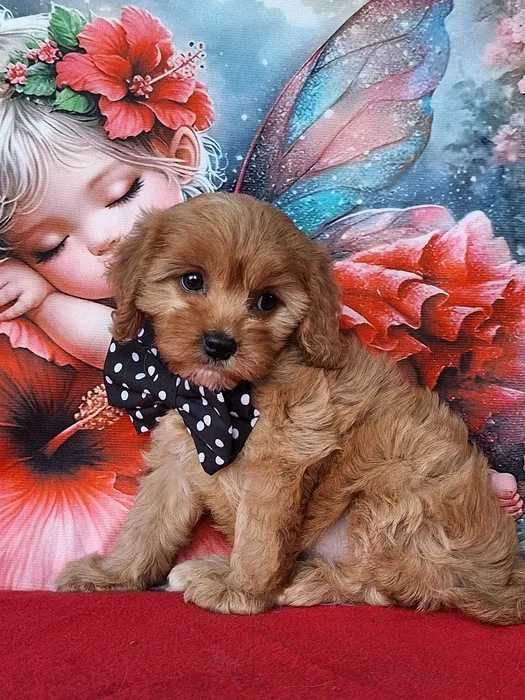 Cavapoo disponível