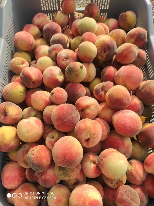 Pestki, ziarno brzoskwini  rakoniewicka