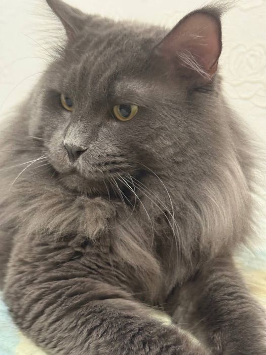 Кошеня мейнкун дівчинка