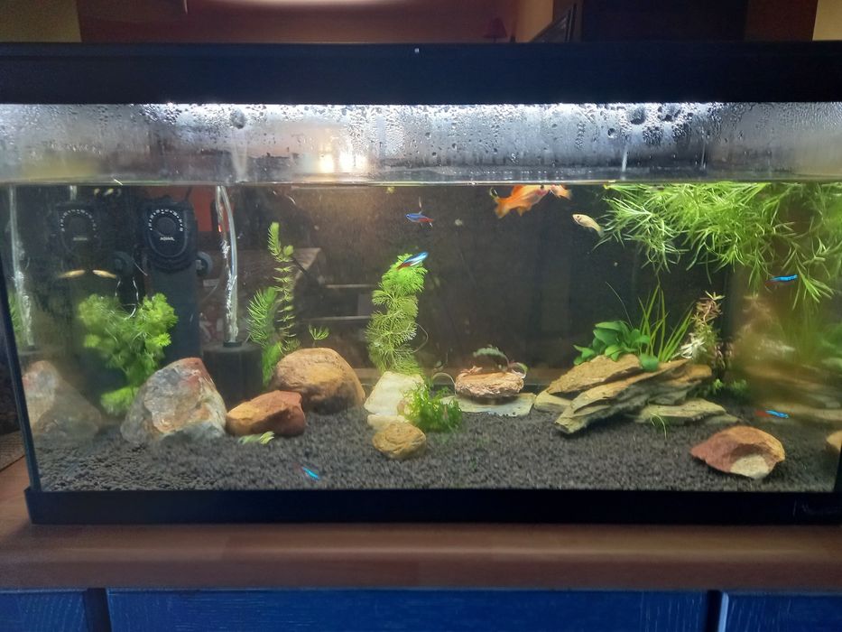 Peixes Guppys Endler
