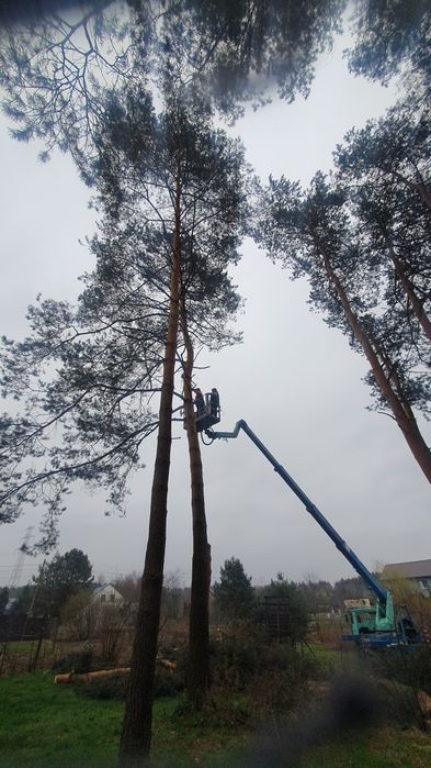 Wycinka, przycinka drzew, krzewów.Rębak gałezi Pielegnacja konsrwacja
