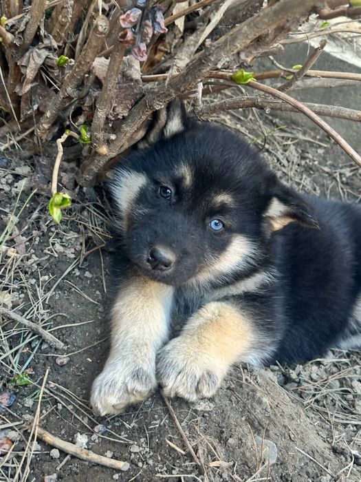 Віддам щенків за символічну ціну
