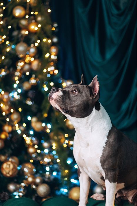 Щенки амстафф голубого окраса