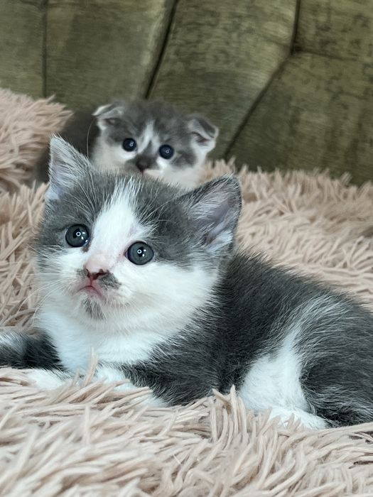 Шотландські висловухі кошенята