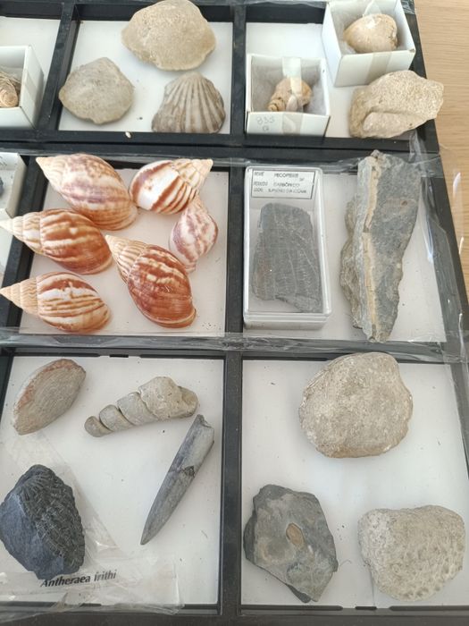 Fosseis, conchas, minerais e borboletas