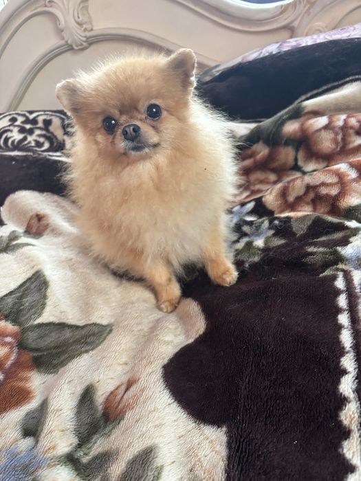 Міні гарненька дівчинка