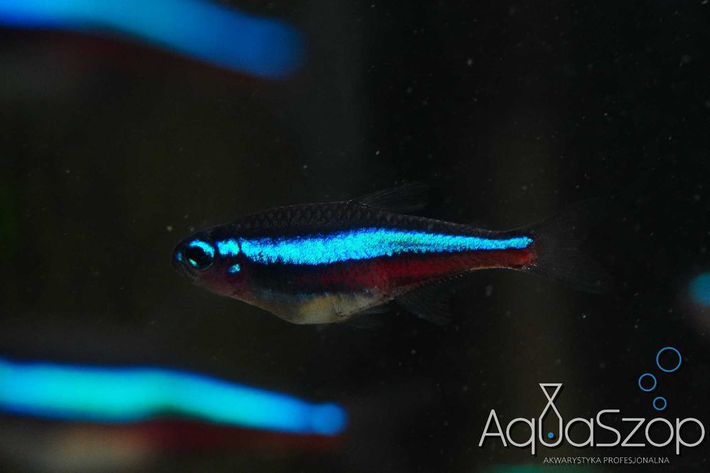 Neon simulans ( Paracheirodon simulans ) - AQUASZOP