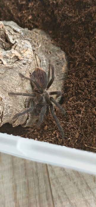 Phormictopus auratus parka samiec lub samica 2,5 DC
