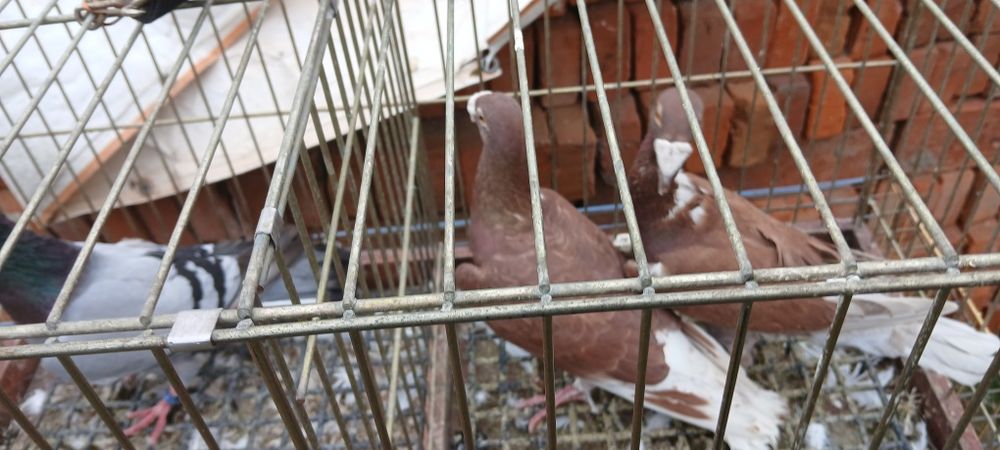 Sprzedam lub zamienie