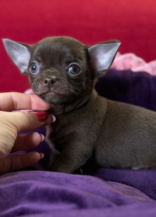 Chihuahua czekoladowy  piesek z rodowodem