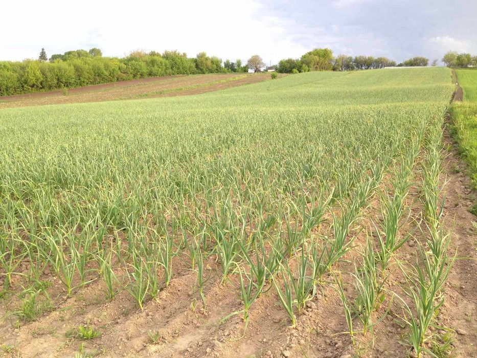 Посадковий Матеріал є 15 тонн ПРОДАМ ЧАСНИК Любаша Озимий сорт Оптом Чеснок Garlic насіння