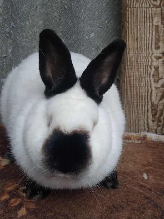 Кролики Каліфорнія