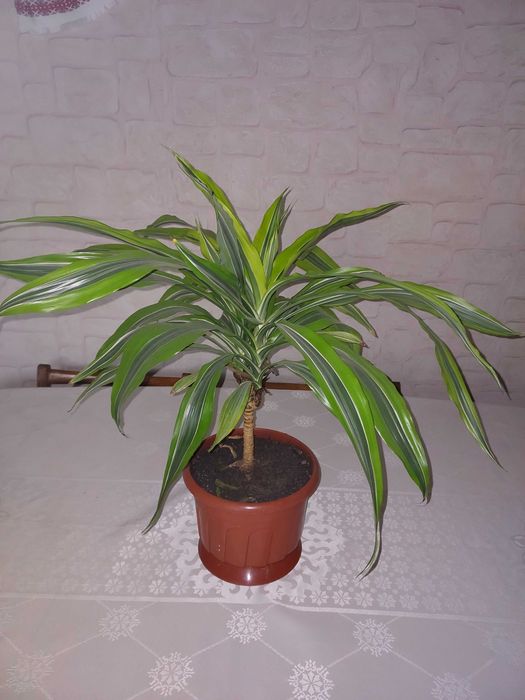 Драцена Лайм кімнатна рослина