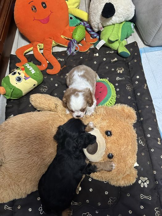 Cavalier king charles