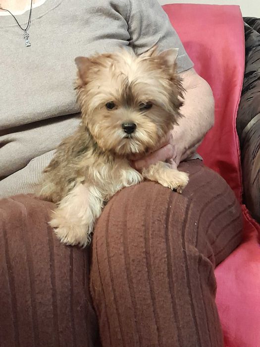 Yorkshire Terrier mały piesek