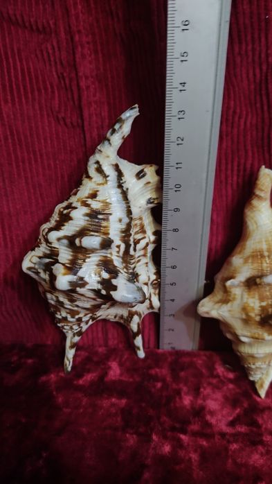 Две ракушки ламбис с красивой окраской