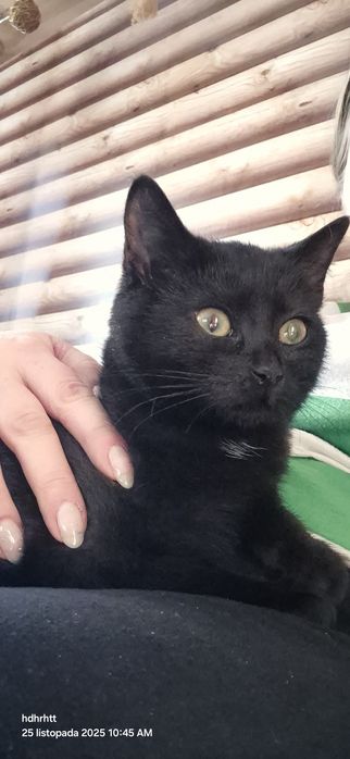 Kotka ok 4 miesiące