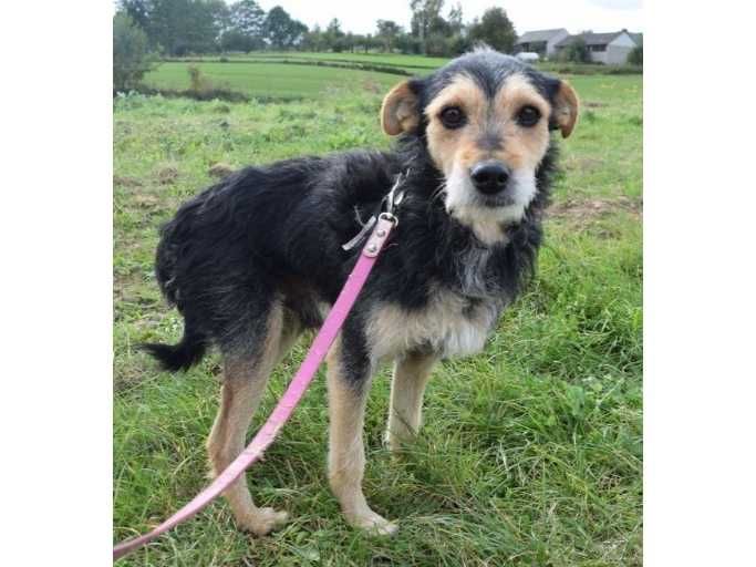 Nieduży (10kg),SPOKOJNY,grzeczny Tadeusz