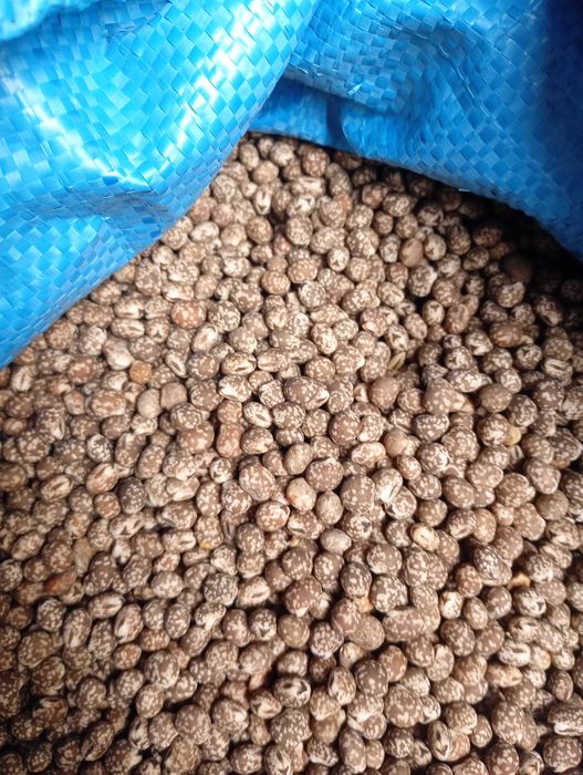 Łubin niebieski wąskolistny