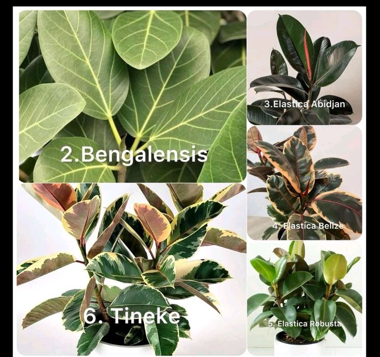 Чёрный фикус Абиджан большой