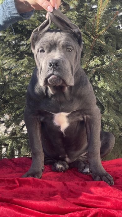 Кане корсо дівчинка