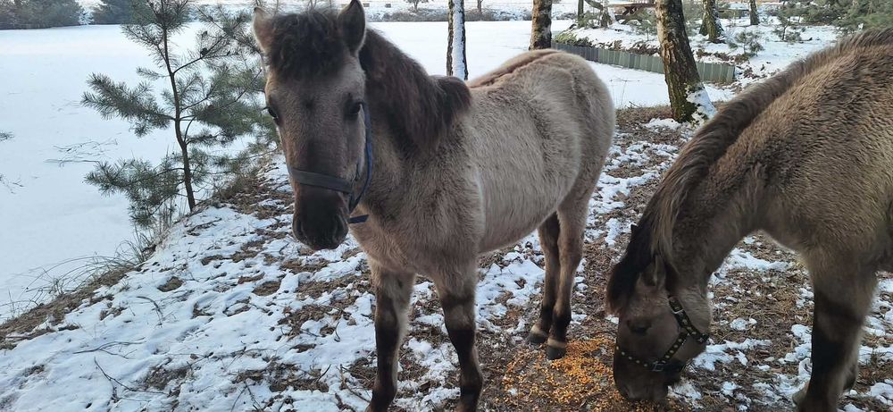 Źrebaki koniki polski