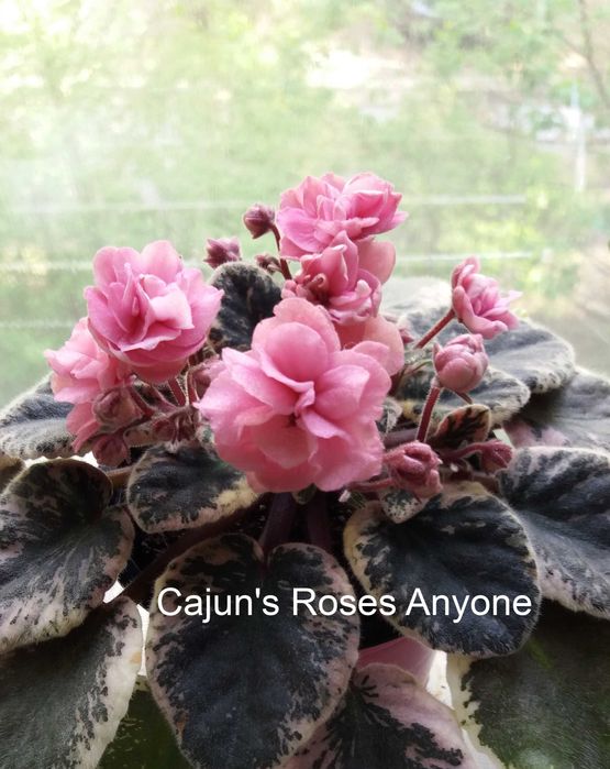 Фиалки сортовые, листья, цветущие. Сенполии