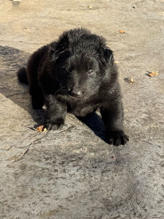 Cachorro Pastor Belga Groenendael