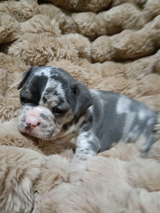 Bulldog francês Merle