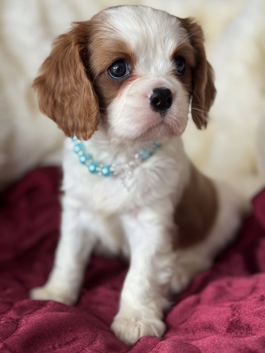 Piesek blenheim - Cavalier King Charles Spaniel