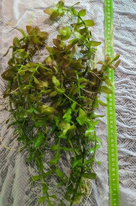 Bacopa Caroliniana, tulipan wodny (2/3 plan) DUŻE SADZONKI!
