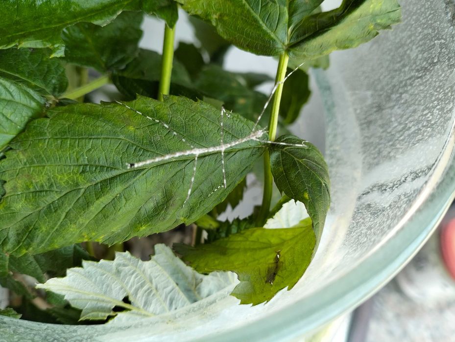 Patyczaki "sól i pieprz" , pręgowane - 5 szt.