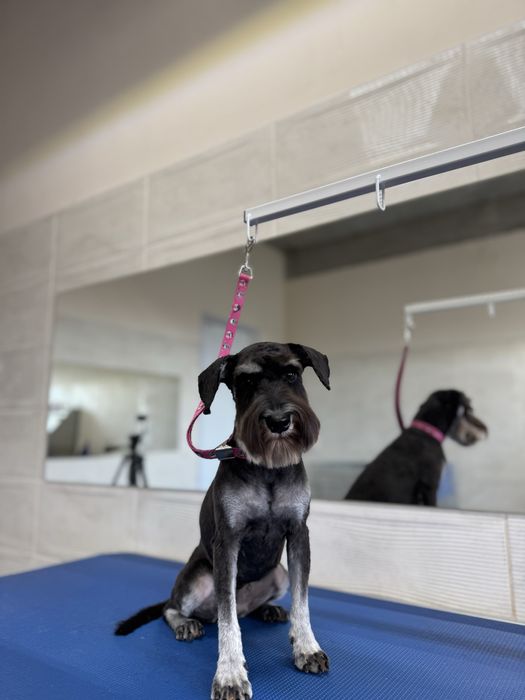 Грумінг на вул. Стеценка, район Берковець