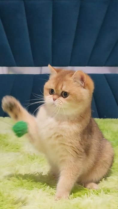 Шотландське кошеня золота шиншила