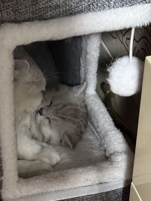 Шотландский котенок