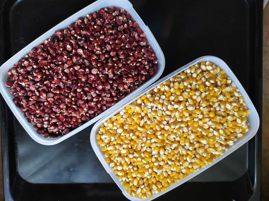 Попкорновская кукурудза. Попкорн.