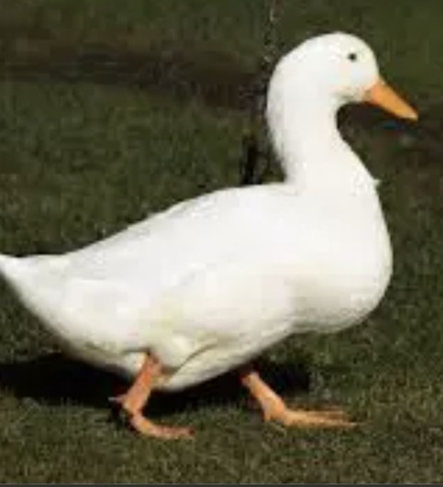 Kaczka biała pekin