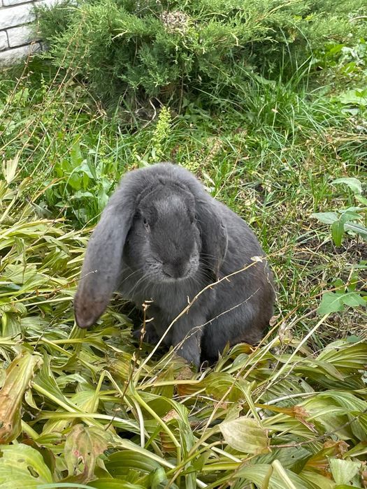 Продаются породистые  кролики