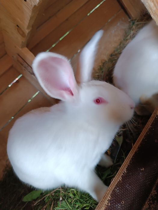 Sprzedam króliki termondzki biały