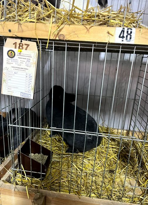 Віденські Блакитні