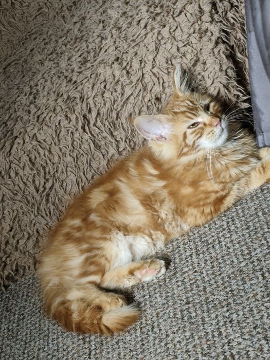Dziewczynka Maine Coon