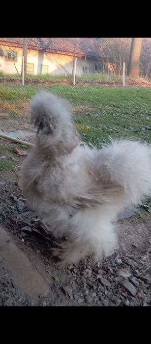 Kogut jedwabisty silki (silke)