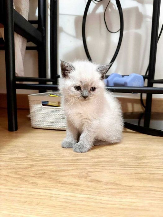 Macho Blue Point — 2 meses. Lindo e muito carinhoso.