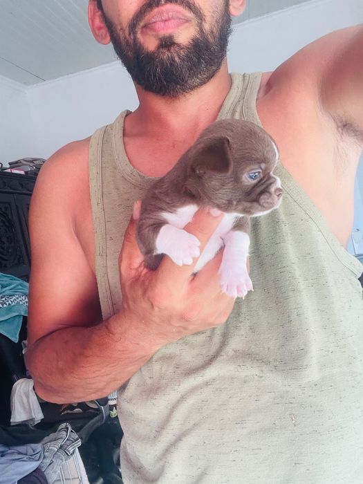 chihuahua miniatura