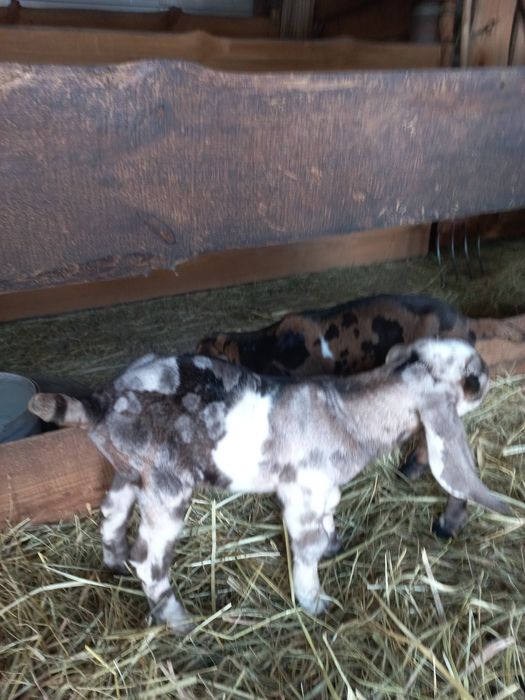 Цапики   100%   А Н